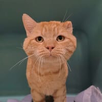 Pedro, chat à adopter