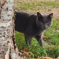 WARU QCT, chat à adopter