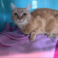 AUGUSTINE, chatte à adopter