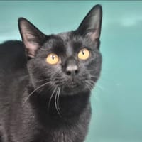 Ebène, chat à adopter