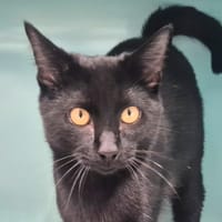 Ebène, chat à adopter