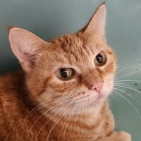 BOREALIS QCT, chatte à adopter