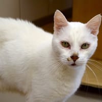BART, chat à adopter