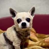Charlot, chien à adopter