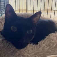 ANGEL, chat à adopter
