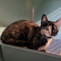 CHICLETTE, chatte à adopter