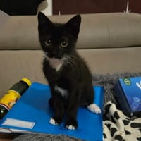 Ballerine, chatte à adopter