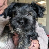 YOUHOU, chien à adopter