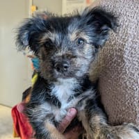 YOUPI, chienne à adopter