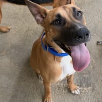 Nana, chienne à adopter