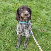 Pilou, chien à adopter