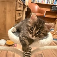 ESQUISSE, chatte à adopter