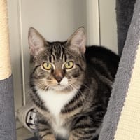 Omble, chat à adopter