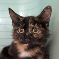 Dame [Chaton], chatte à adopter