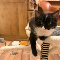 PERFECTION, chatte à adopter