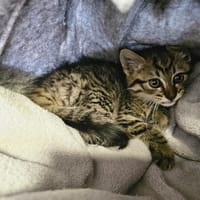 Lolita, chatte à adopter