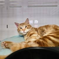 TRUMP, chat à adopter