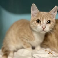 DENTI FRAISE, chatte à adopter
