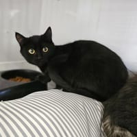 HOCUS, chatte à adopter