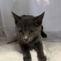 AUTOMNE, chatte à adopter