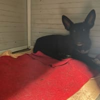 WIKI, chienne à adopter