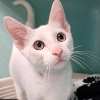 YOPLAIT QCT, chat à adopter