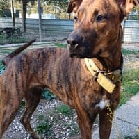 RIGA (réservée), chienne à adopter