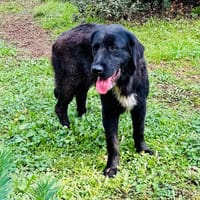 LEO, chien à adopter