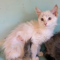 Feta [Chaton], chatte à adopter