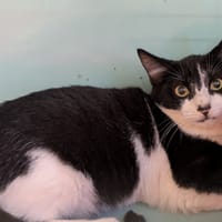 Puzzle [Chaton], chat à adopter