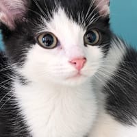 Paprika [Chaton], chatte à adopter