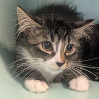 Parmesan [Chaton], chat à adopter