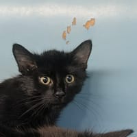 Rillette [Chaton], chatte à adopter