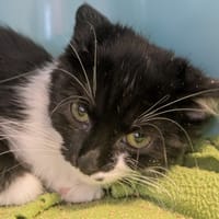 Mimolette [Chaton], chatte à adopter