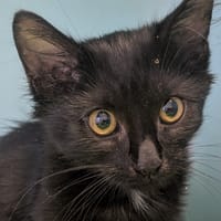 Coppa [Chaton], chatte à adopter