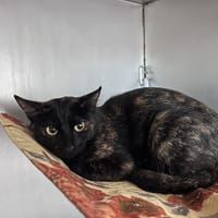 Isa, chatte à adopter