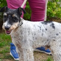 VIRGULE, chien à adopter