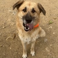 Rackam, chien à adopter