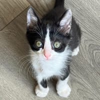 BéBé, chatte à adopter