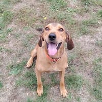 BRUNO 2 PAA24454, chien à adopter