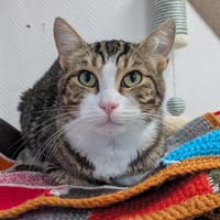 GRENOUILLE, chat à adopter