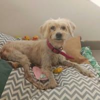 FELICIA, chienne à adopter