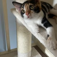 Violet, poezen ter adoptie