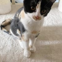 Toffee, poezen ter adoptie