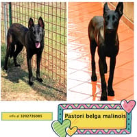 Cash e Hydra, cane da adottare