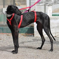 MONCHO, chien à adopter