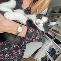 Berlioz, chat à adopter
