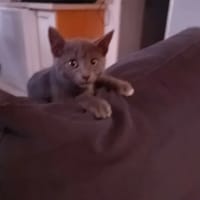 Kaly, chatte à adopter
