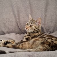 Lyne, chatte à adopter