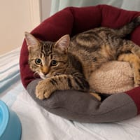 Wapi, chat à adopter